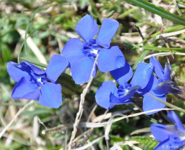 genziana primaticcia